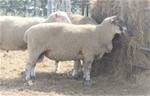 Sheep Trax Pol 15H